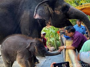 Kebun Binatang Surabaya Target Libur Maulid Nabi Capai 18 Ribu Pengunjung Kebun Binatang Surabaya Target Libur Maulid Nabi Capai 18 Ribu Pengunjung