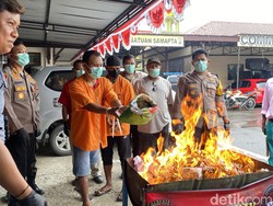 Polresta Sorong Musnahkan 2,4 Kg Ganja dari 4 Tersangka, Ada Oknum Polisi