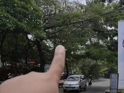 Viral Warga Depok Protes Spion Mobil Patah Tertimpa Ranting Pohon