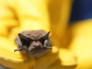 Wow! Ada Kelelawar Jari Kakinya Glow in the Dark