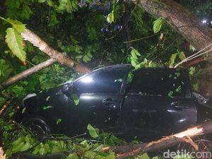 Hujan-Angin Kencang, Pohon Tumbang Timpa 2 Mobil di Baranangsiang Bogor