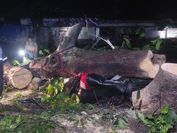 BPBD Bogor-Brimob Evakuasi Pohon Tumbang Timpa Mobil di Baranangsiang