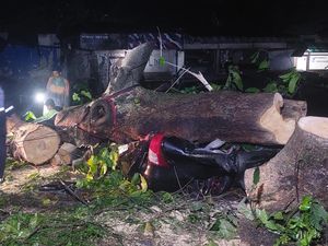 BPBD Bogor-Brimob Evakuasi Pohon Tumbang Timpa Mobil di Baranangsiang BPBD Bogor-Brimob Evakuasi Pohon Tumbang Timpa Mobil di Baranangsiang