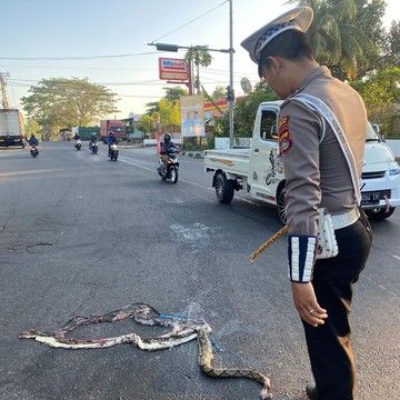 Heboh Ular Piton Melintang di Tengah Jalan Bikin Pengendara Takut