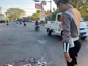 Heboh Ular Piton Melintang di Tengah Jalan Bikin Pengendara Takut