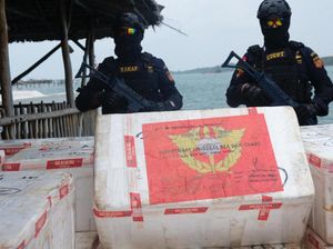 Bea Cukai Gagalkan Penyelundupan Benih Lobster, Kerugian Ditaksir Rp 28,7 M