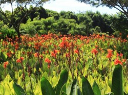 Surganya Bunga, 3 Daerah Ini Jadi Provinsi Terwangi di Indonesia