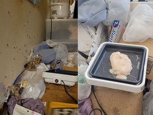 Jijik! Sehari-hari Wanita Ini Masak di dalam Apartemen Penuh Serangga