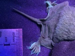 Ilmuwan Ungkap Rahasia Kelelawar Meksiko yang Memiliki Kaki Bercahaya Ilmuwan Ungkap Rahasia Kelelawar Meksiko yang Memiliki Kaki Bercahaya