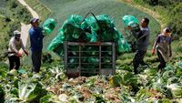 Perubahan Iklim Mengancam Kimchi Lokal Korea Selatan
