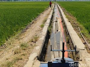 Puso Jadi Ancaman Nyata Petani di Indramayu Puso Jadi Ancaman Nyata Petani di Indramayu