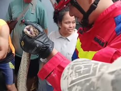Momen Damkar Evakuasi Ular Sanca 4 Meter yang Bikin Mampet Saluran Air