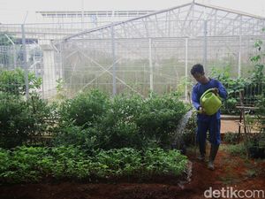 Urban Farming Bikin Adem Kawasan Depo LRT Jakarta