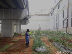 Ide Agrobisnis Rumahan yang Menguntungkan dan Mudah Dijalankan