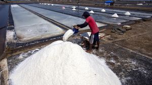 Aktivitas Petani Memanen Garam di Tengah Target Swasembada