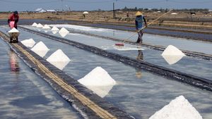 Begini Cara Petani Panen Garam di Indramayu