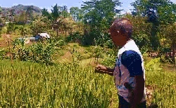 Kala Bra-Celana Dalam Berkibar Jadi Senjata Pengusir Burung di Sawah