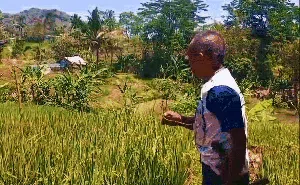 Kala Bra-Celana Dalam Berkibar Jadi Senjata Pengusir Burung di Sawah Kala Bra-Celana Dalam Berkibar Jadi Senjata Pengusir Burung di Sawah