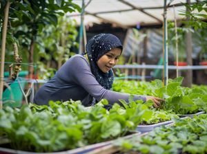 Mengenal Pola Tanam Polikultur: Kelemahan, Keunggulan, dan Contohnya