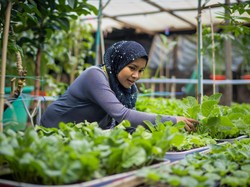 Mengenal Pola Tanam Polikultur: Kelemahan, Keunggulan, dan Contohnya