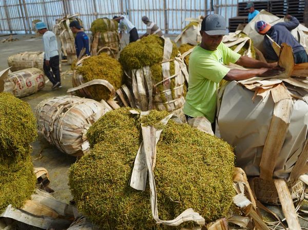 Potret Sibuknya Gudang Tembakau di Temanggung