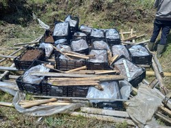 1,5 Ton Bibit Tanaman Hias Asal Belanda Mengandung Virus Dimusnahkan