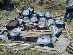 1,5 Ton Bibit Tanaman Hias Asal Belanda Mengandung Virus Dimusnahkan 1,5 Ton Bibit Tanaman Hias Asal Belanda Mengandung Virus Dimusnahkan