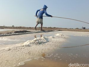 Perjuangan Petani Garam Indramayu di Tengah Anjloknya Harga Panen