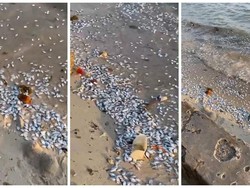 Viral Ribuan Ikan Mati di Pantai Pesawaran, BMKG: Bukan Dampak Megathrust