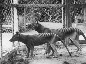 Ini 5 Hewan Punah yang Pernah Dihidupkan Kembali oleh Ilmuwan, Harimau-Dodo Ini 5 Hewan Punah yang Pernah Dihidupkan Kembali oleh Ilmuwan, Harimau-Dodo
