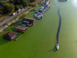 Sungai Sava di Serbia Menghijau Dikepung Ganggang Akibat Cuaca Panas