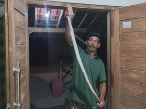 Jegagik! Kobra Jawa 1,5 Meter Nyelonong ke Rumah Warga di Baran Klaten