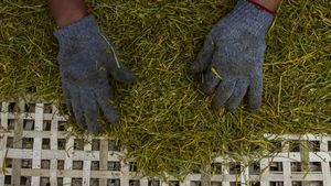 Wow! Tembakau Alternatif Daun Talas Hasilkan Rp 30 Juta/Bulan