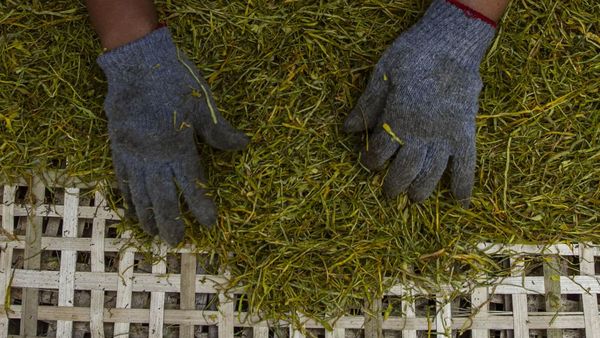 Wow! Tembakau Alternatif Daun Talas Hasilkan Rp 30 Juta/Bulan