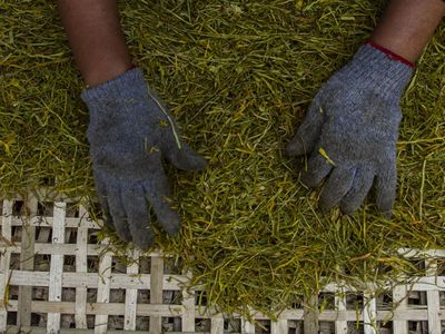 Wow! Tembakau Alternatif Daun Talas Hasilkan Rp 30 Juta/Bulan