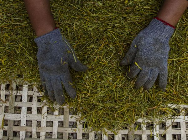 Wow! Tembakau Alternatif Daun Talas Hasilkan Rp 30 Juta/Bulan