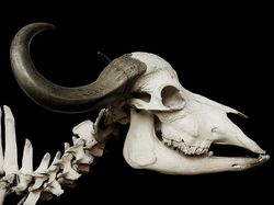 Mahasiswa UGM Sulap Gigi dan Tulang Hewan Jadi Bahan Penjernih Air Limbah, Kok Bisa?