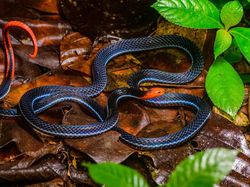 Ternyata Ada 2 Jenis Ular yang Dianjurkan Dibunuh Menurut Islam