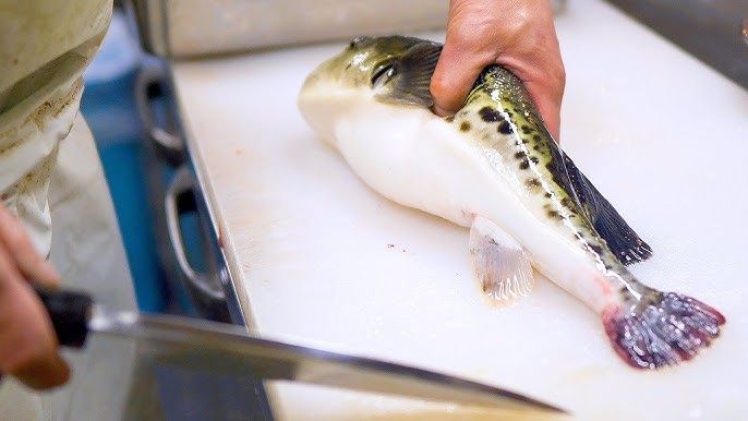 Keren! Bocah 10 Tahun Ini Mahir Mengolah Ikan Fugu yang Beracun