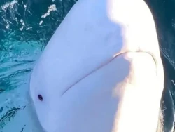 5 Hewan yang Pernah Menjadi Agen Rahasia, Terbaru Diduga Paus Beluga dari Rusia