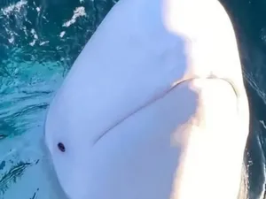5 Hewan yang Pernah Menjadi Agen Rahasia, Terbaru Diduga Paus Beluga dari Rusia 5 Hewan yang Pernah Menjadi Agen Rahasia, Terbaru Diduga Paus Beluga dari Rusia