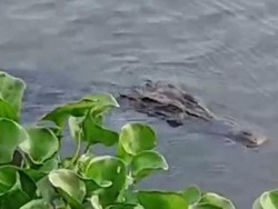 Penampakan Buaya Besar Terlihat di Sungai Gebang Sidoarjo