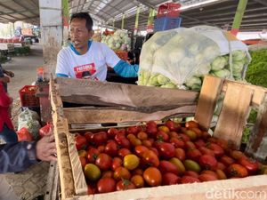 Harga Tomat di Malang Anjlok Jadi Rp 1.500 Per Kg, Petani Rugi 40% Harga Tomat di Malang Anjlok Jadi Rp 1.500 Per Kg, Petani Rugi 40%