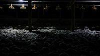Ribuan Ayam Mati Lemas Akibat Kebakaran Hutan di Ekuador