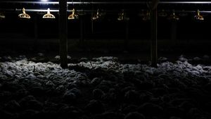 Ribuan Ayam Mati Lemas Akibat Kebakaran Hutan di Ekuador