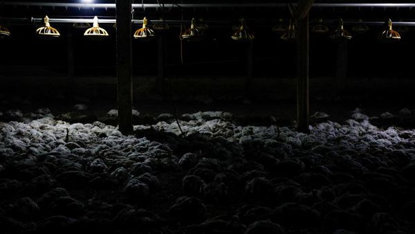 Ribuan Ayam Mati Lemas Akibat Kebakaran Hutan di Ekuador