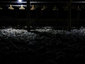 Ribuan Ayam Mati Lemas Akibat Kebakaran Hutan di Ekuador