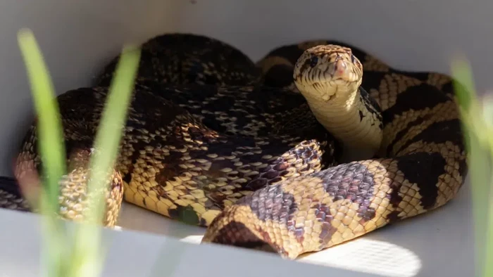 Ular pinus Louisiana (Pituophis ruthveni), spesies yang terancam punah di alam liar.
