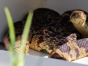 Sejarah Baru, Ada Ular Lahir dari Sperma yang Dibekukan Sejarah Baru, Ada Ular Lahir dari Sperma yang Dibekukan