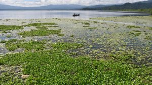 Eceng Gondok Ganggu Aktivitas Nelayan di Danau Lindu